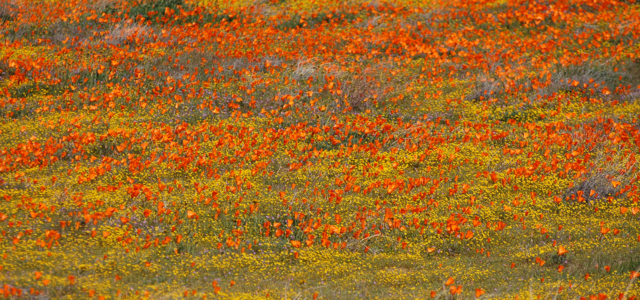 2019 Flower Bloom at Anza Borrego SP